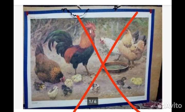 Учебные плакаты СССР детских садов, домашние жив