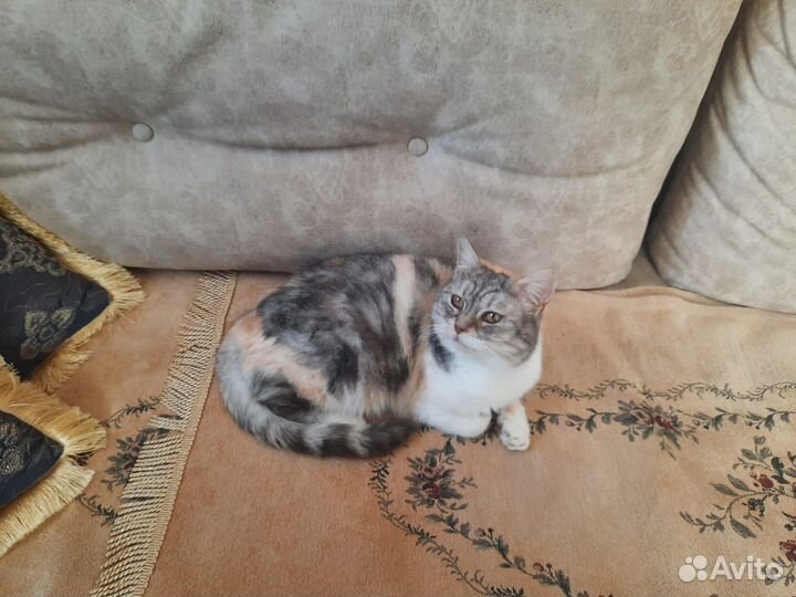 Кошка ищет новый дом