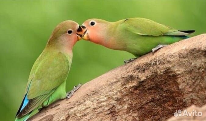 Попугай неразлучники
