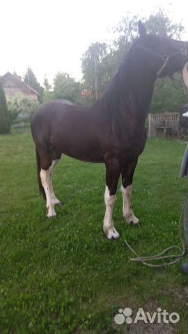 Навоз перегной в мешках