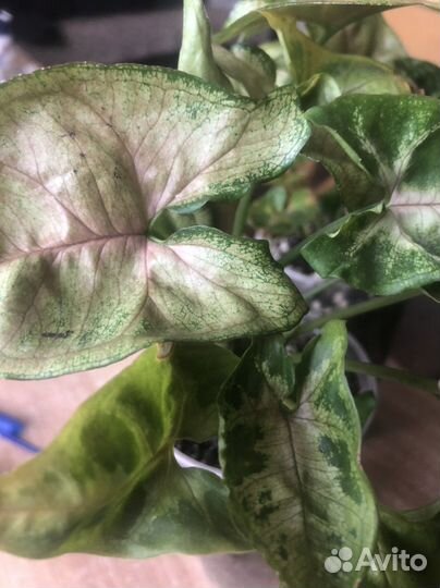 Сингониум тиффани