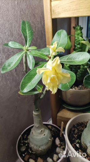 Кактусы, мамилярия, гимнокалициум, кротон