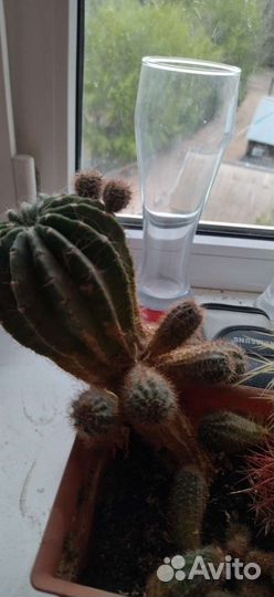 Кактусы разные