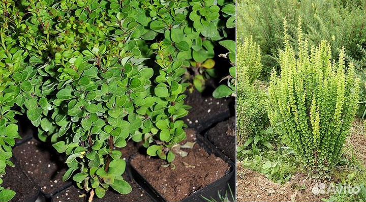 Саженцы Барбарис в горшках (разный)