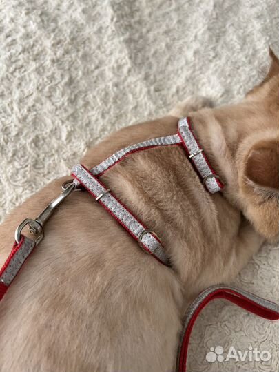 Поводок и шлейка, разные, на маленькую собачку