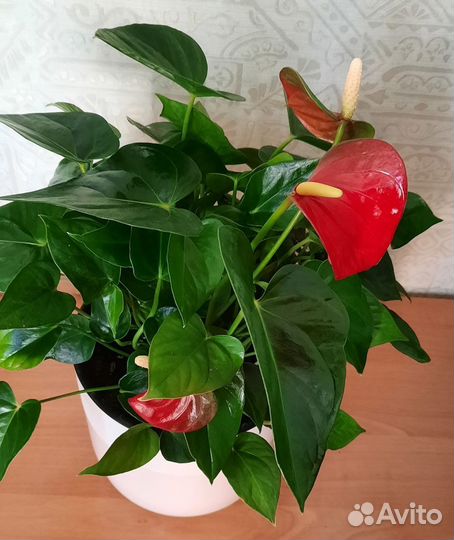Антуриумы миниатюрные в кашпо