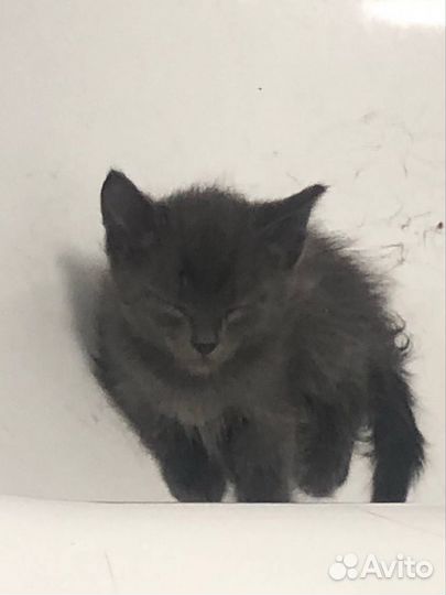 Котята в хорошие руки