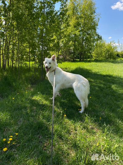 Умка ищет дом