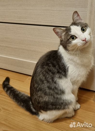 Котик мышелов в добрые руки