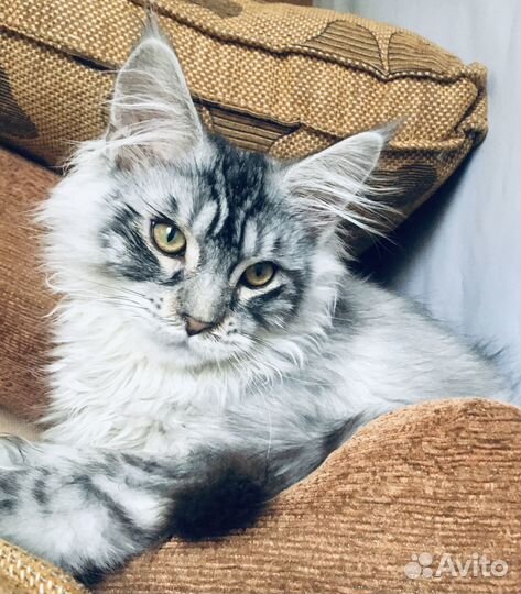 Котята мейнкун полидакты Вязка