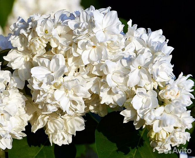 Сирень сортовая