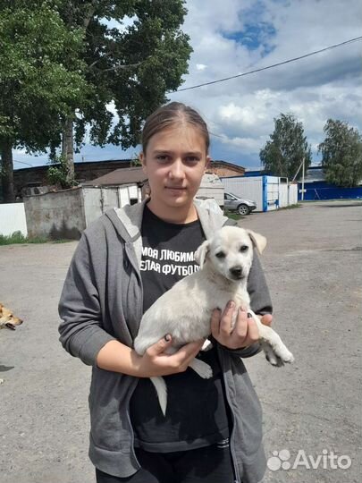 Собаки щенки маленькой породы