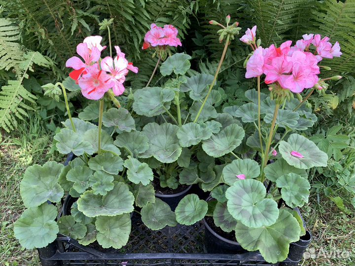 Пеларгония герань зональная