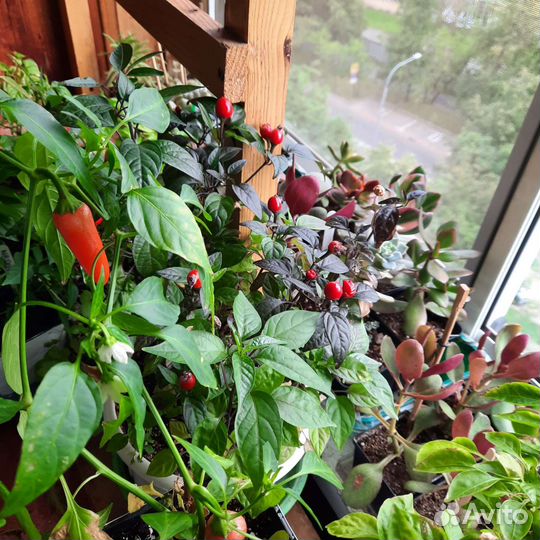 Перчик острый съедобный