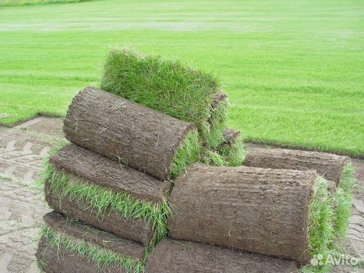 Газонная трава в рулонах в наличии