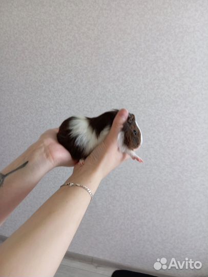 Морская свинка розетка