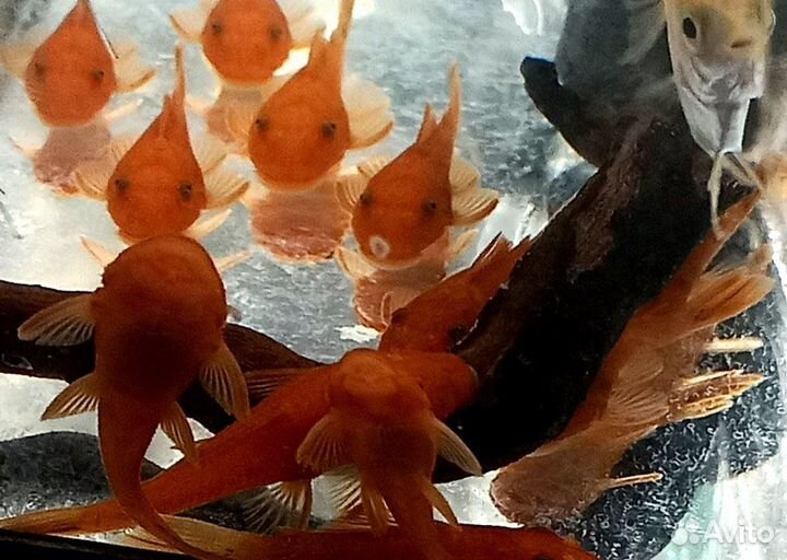 Анциструс Супер Рэд сомики