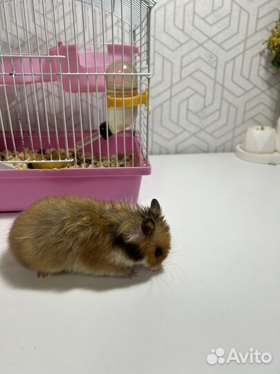 Серийский хомяк с клеткой