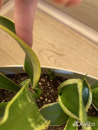 Сансевиерия футура