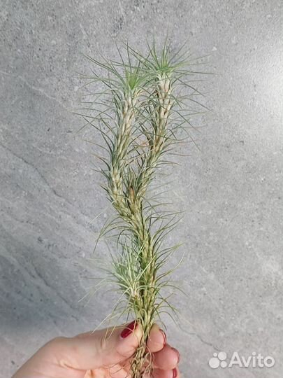Тилландсия Фанкиана (лат. Tillandsia Funckiana)