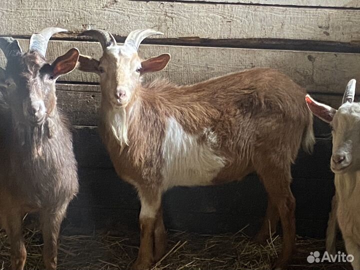 Коза, козёл, козлики Нубийские
