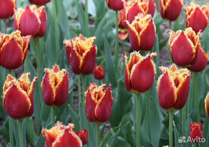 Тюльпаны детки и луковицы Голландия