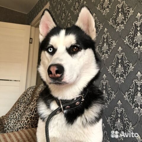 Вязка кобеля