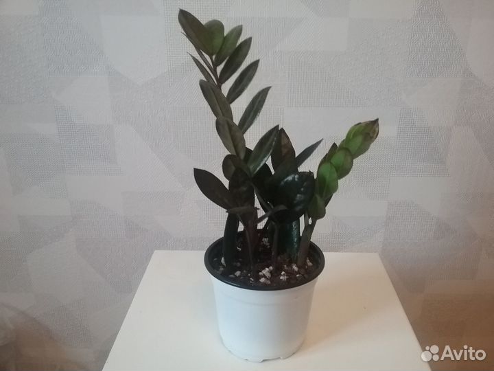 Замиокулькас (Super nova)