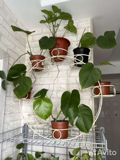 Монстера, Сциндапсус, Сингониум