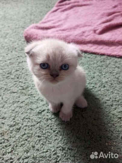 Шотландские котята