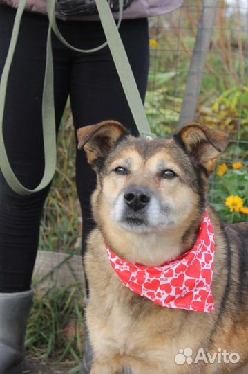 Собака в добрые руки