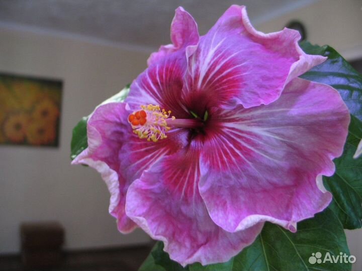 Гибискусы.Китаская роза