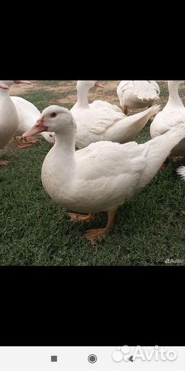 Индоутки белые