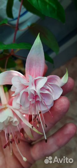 Фуксия свежие срезы