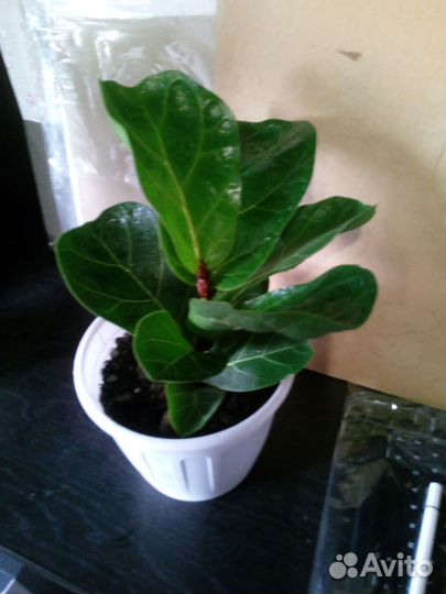 Фикус лировидный