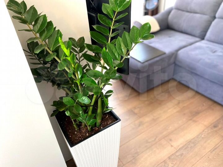 1-к. квартира, 44 м², 12/12 эт.