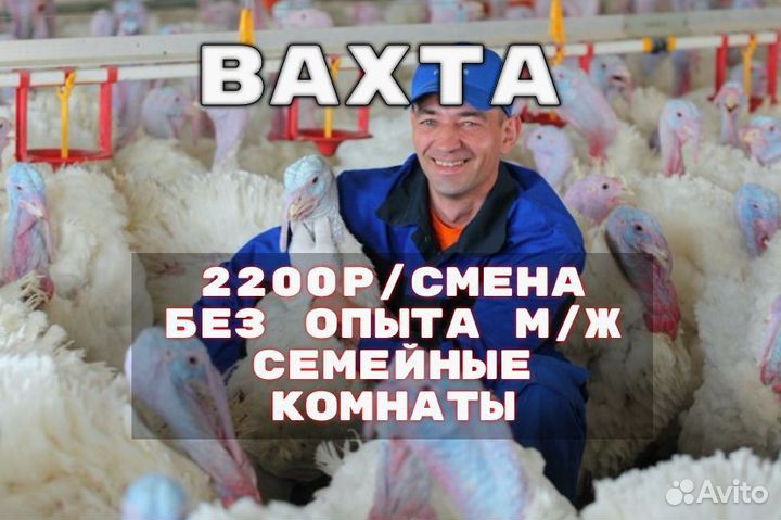 Вахта Проживание Питание/работник птицефабрики