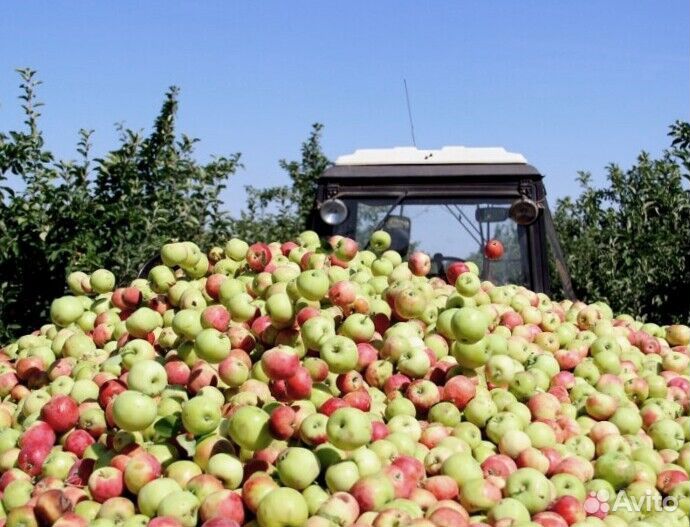 Вахта Сборщик