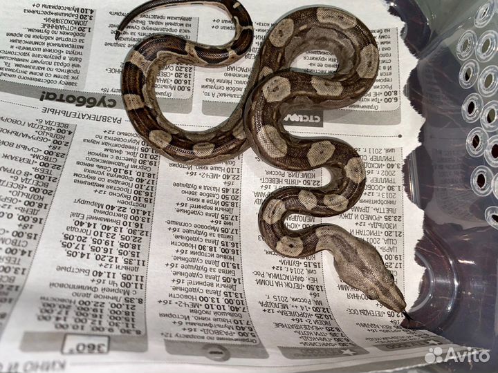 Императорский удав