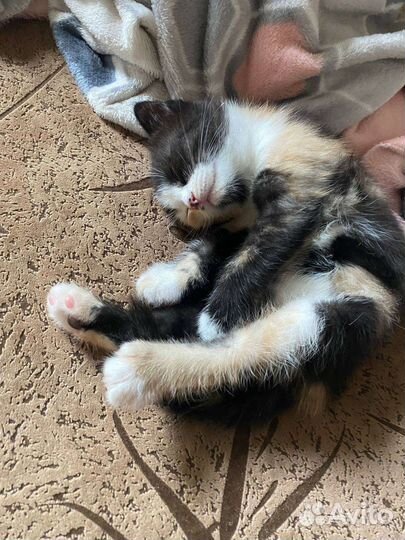 Котёнок Шотландский вислоухий