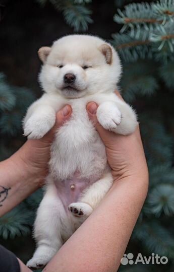 Сиба ину белый медвежонок