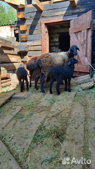 Эдильбаевский баран