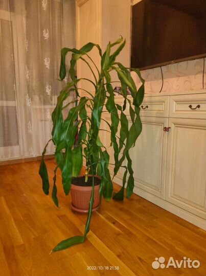 Пальма юкка