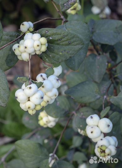 Снежноягодник, форзиция