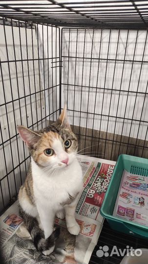 Европейская