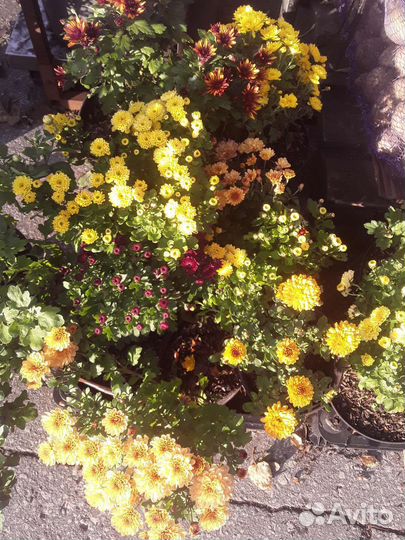 Саженцы хризантемы зкс кустовой,мультифлоры