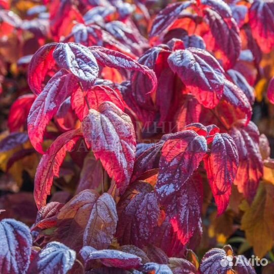 Спирея японская Макрофилла