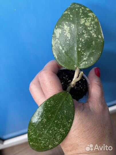 Хойя акута EPS 997