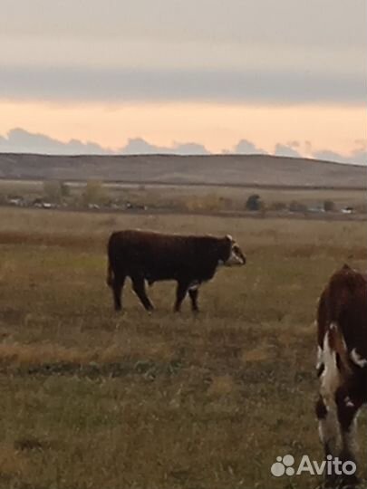 Бык,бычки и телочки