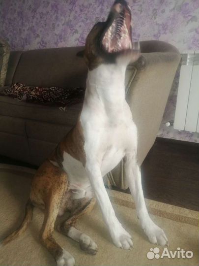 Стафаширский терьер